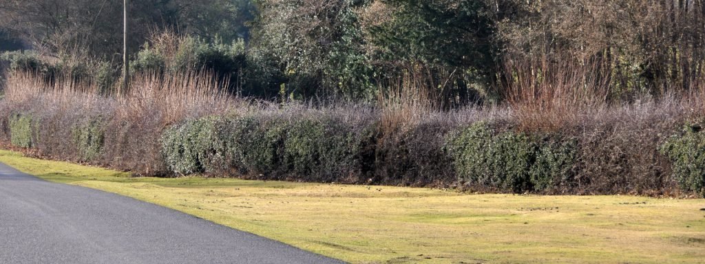 Wide-verge-traditional-hedge-boundary-and-wirescape
