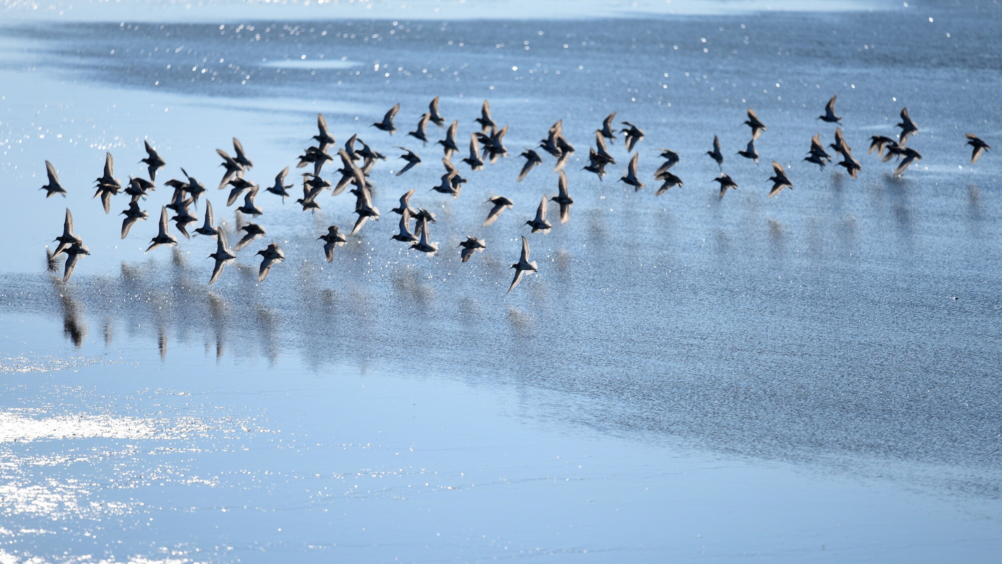 Birds fly across Keyhaven marshes