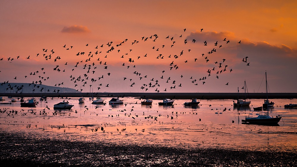 A flock of birds flies over small boats moored on a shoreline at sunset