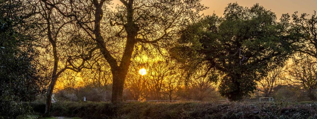 Sunset behind trees in a country lane