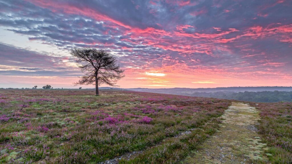 A path through purple heather and a lone tree