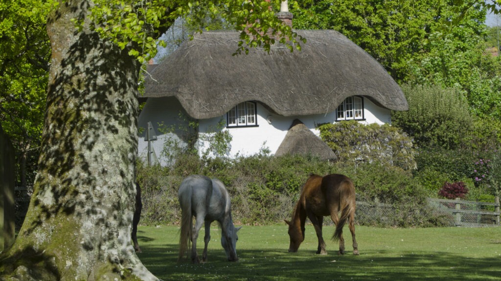 two ponies grazing by a tree with a cottage behind