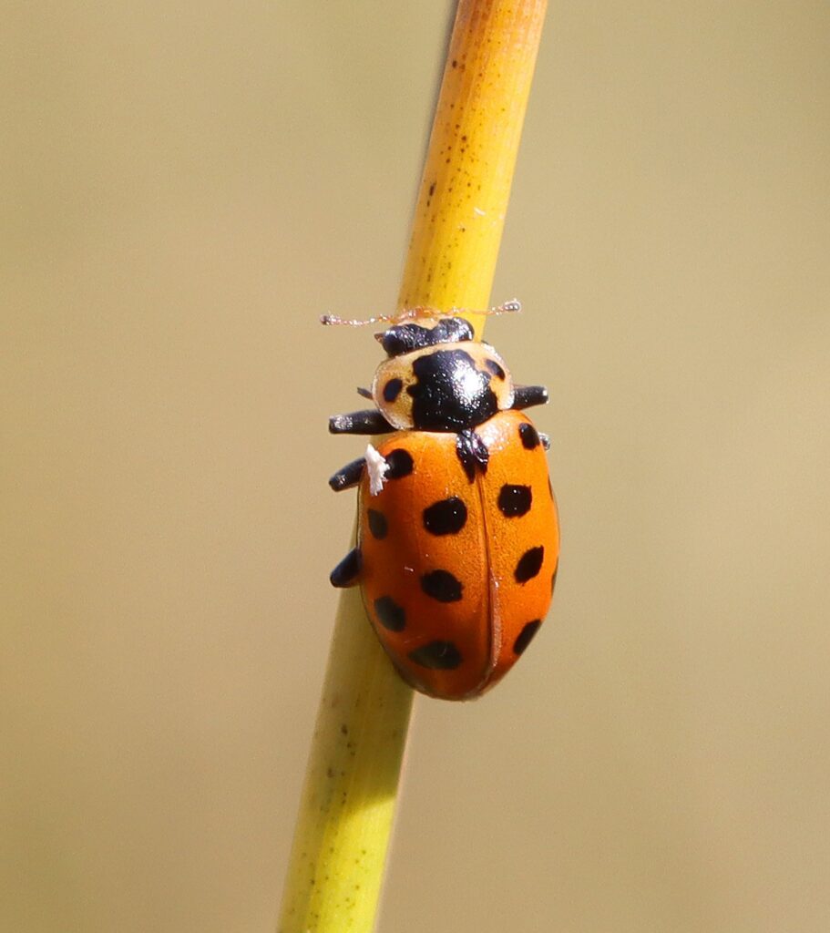 a ladybird on a twig