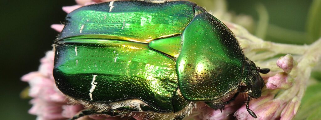 2a-Rose-Chafer-Cetonia-aurata_PAUL-BROCK-1920×720