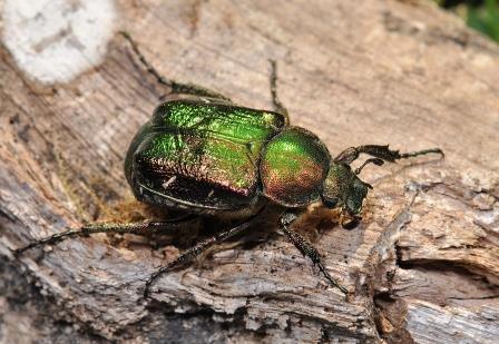 3a_WEB_Noble_Chafer_Gnorimus_nobilis_PAUL_BROCK