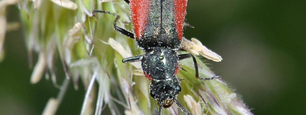 6-Scarlet-Malachite-Malachius-aeneus-PAUL-BROCK-1920×720