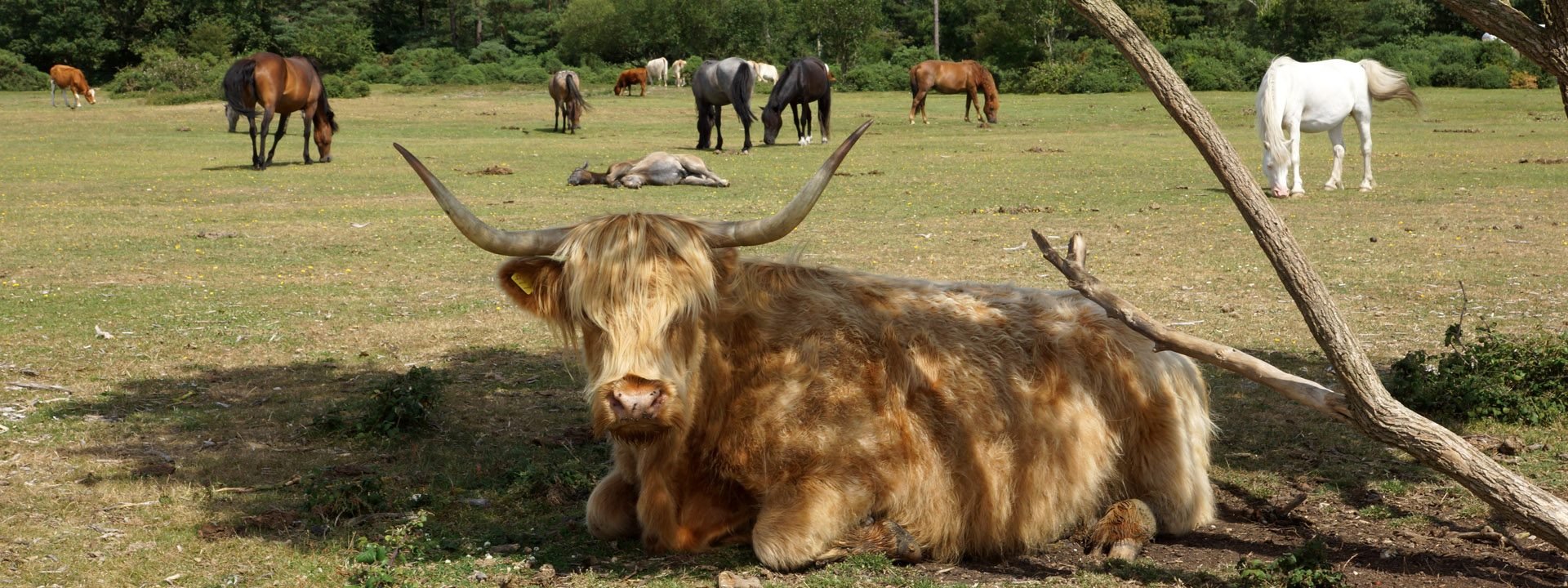 A-little-summer-shade-John-Cuthbert-1920×720
