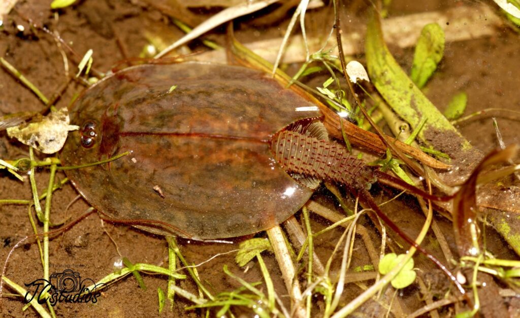 A_rare_tadpole_shrimp._Credit_John_Cuthbert-1920×1174