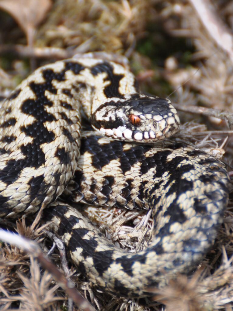 Adder – credit: Chris Dresh