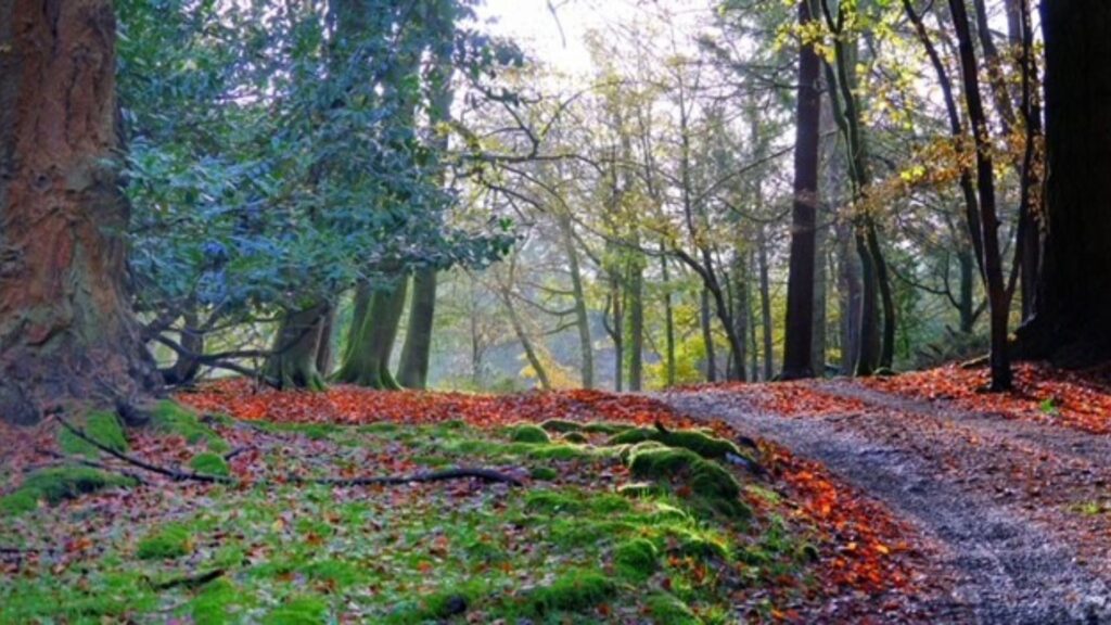 Path through leaves and moss in woodland