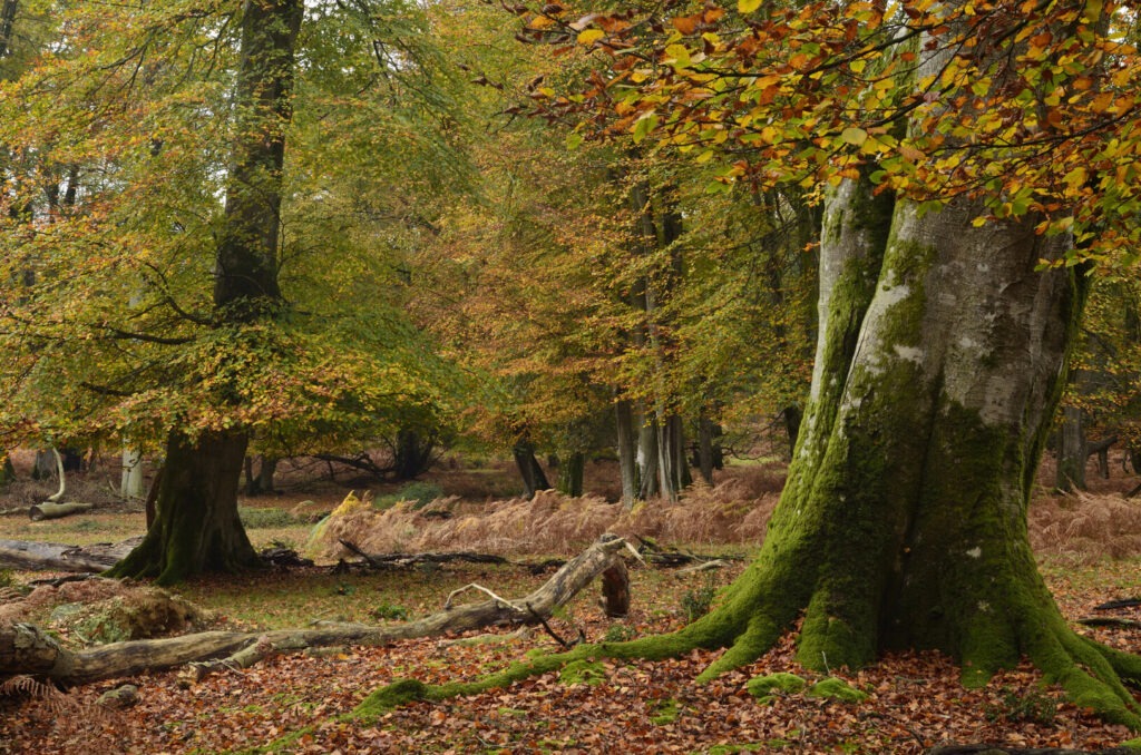two large beech trees in autumn