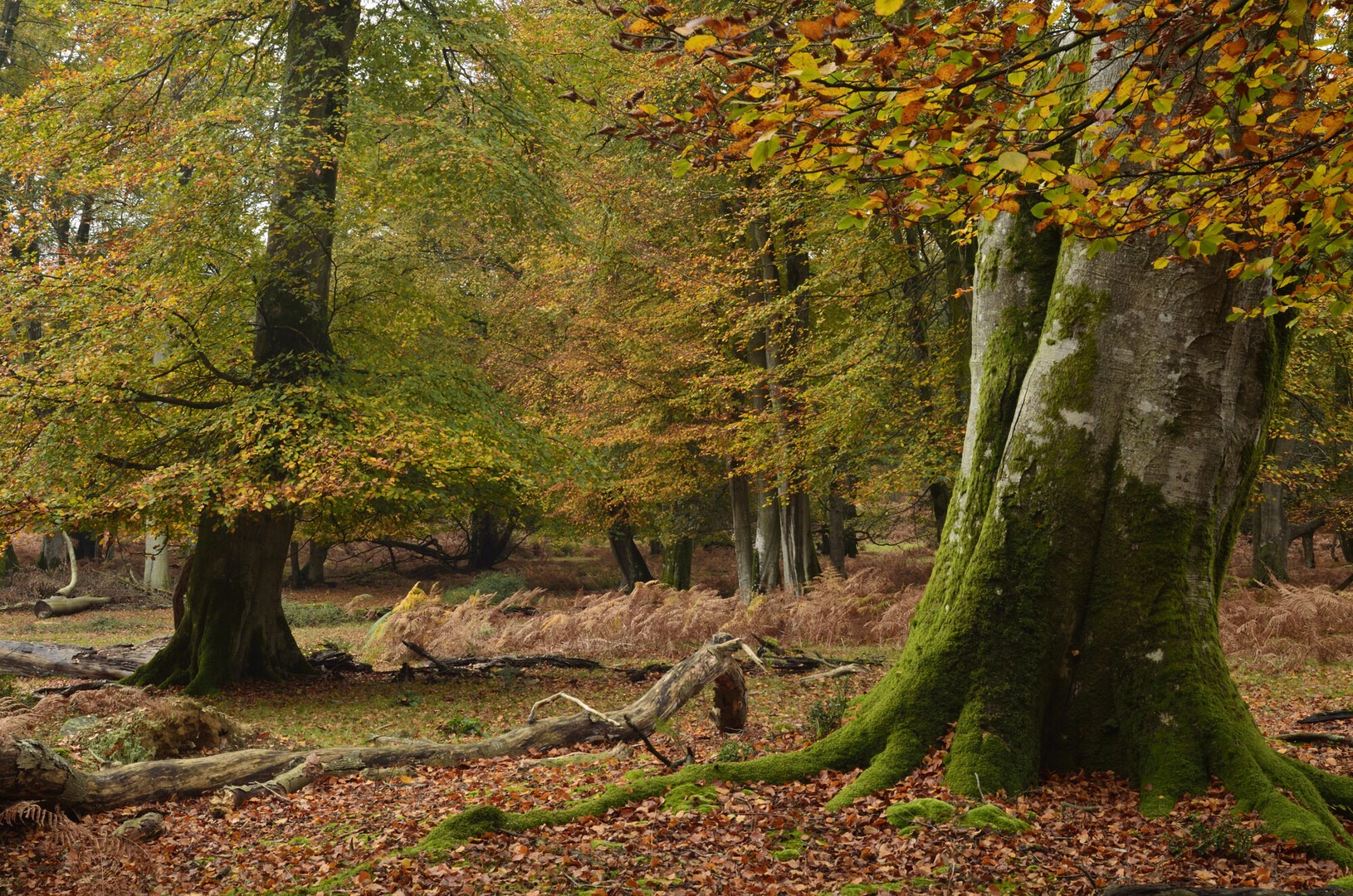 two large beech trees in autumn