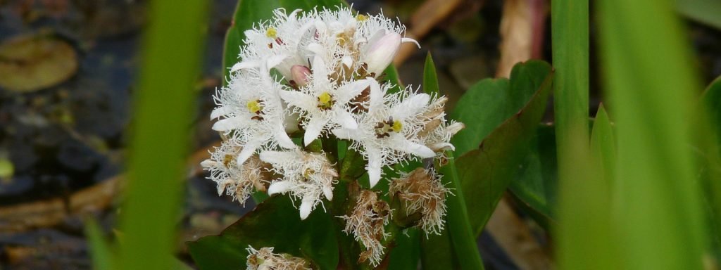 Bogbean-flower-1024×384