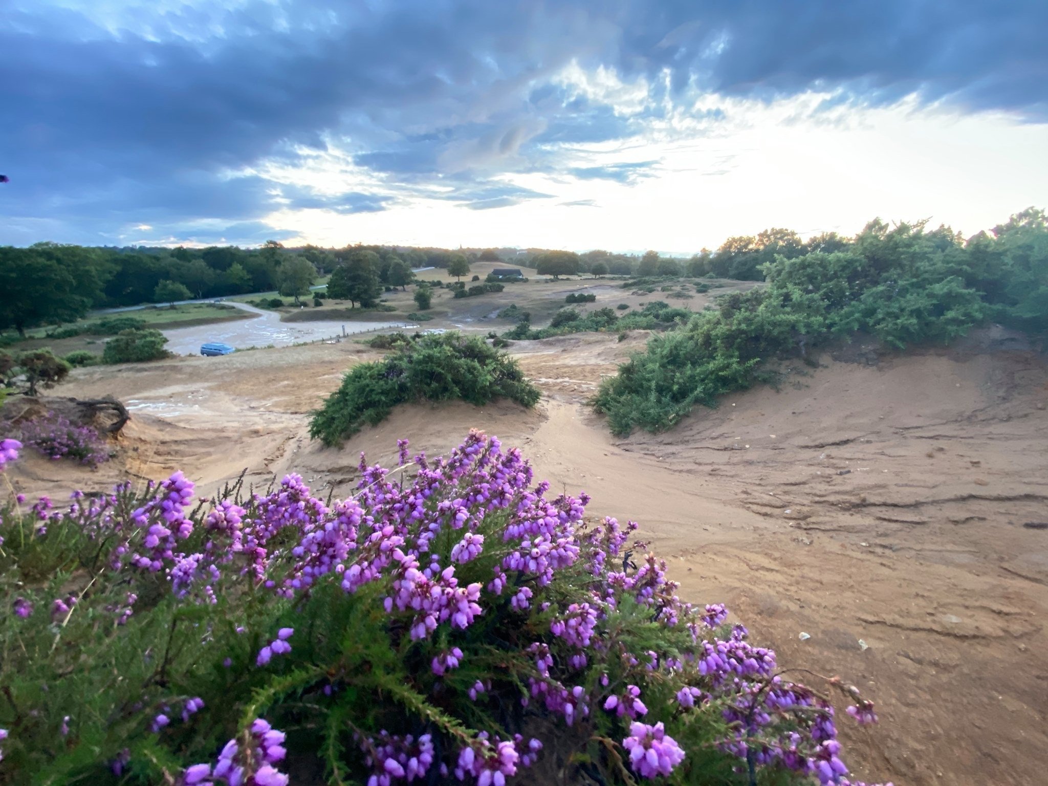 Sand dune and heather