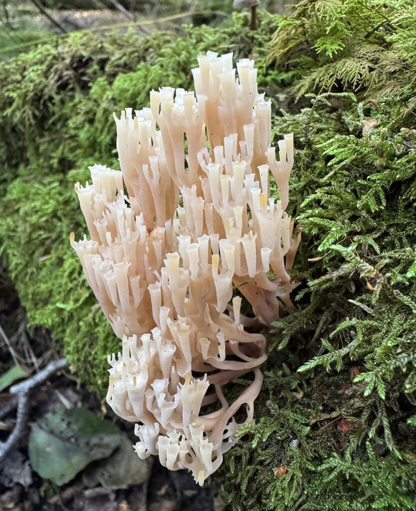 a pale upright fungus on a mossy log