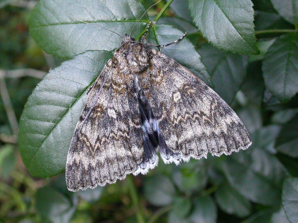 Clifden-Non-Pareil-RW