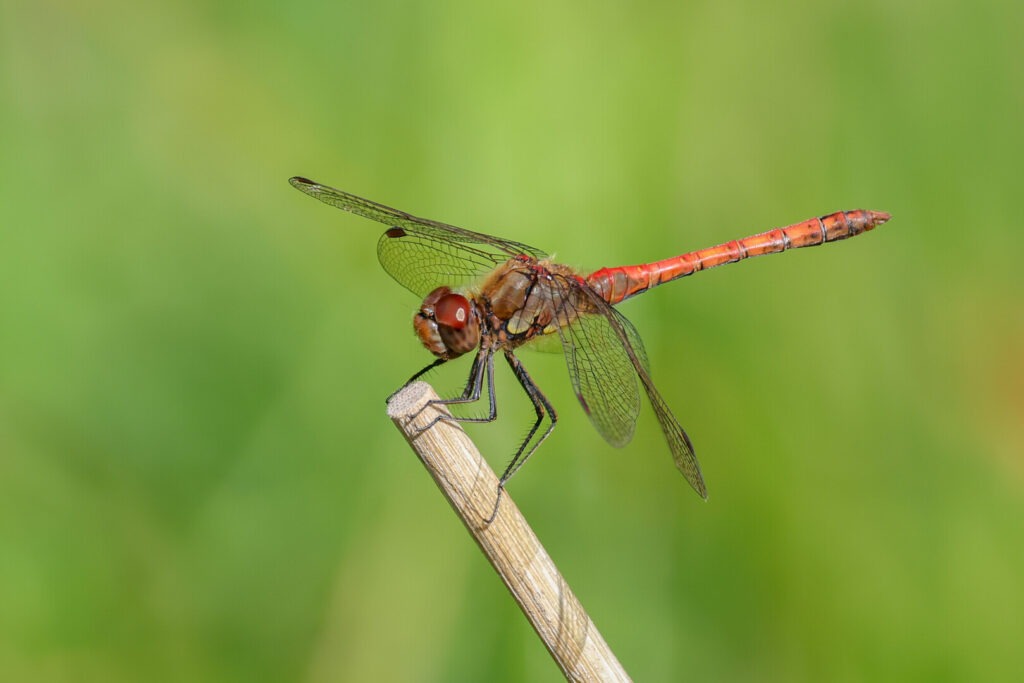 close up of a brown dragonfly on a twig