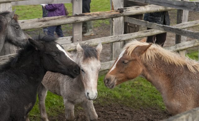 Three ponies standing close together in a muddy pen by wooden rails at Beaulieu Road Salesyard