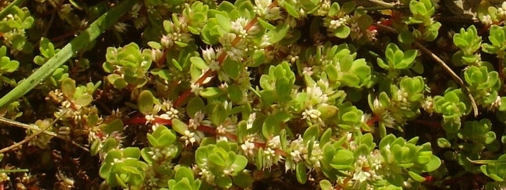 Coral Necklace close-up