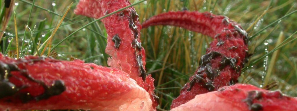 Devils-fingers-1920×720