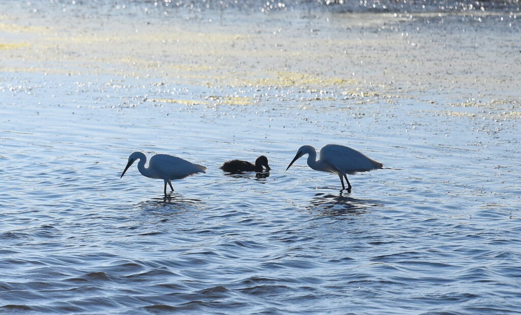 Keyhaven Marshes