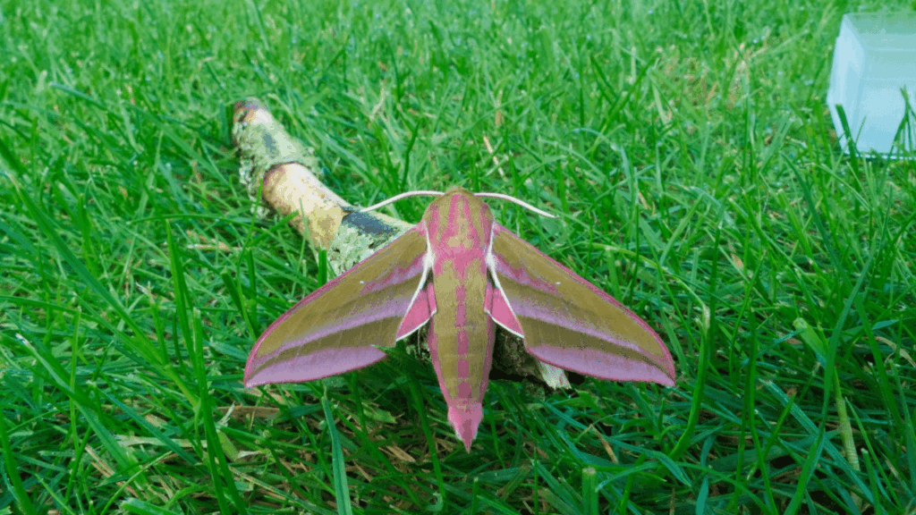 Elephant-Hawk-Moth-CP (1)