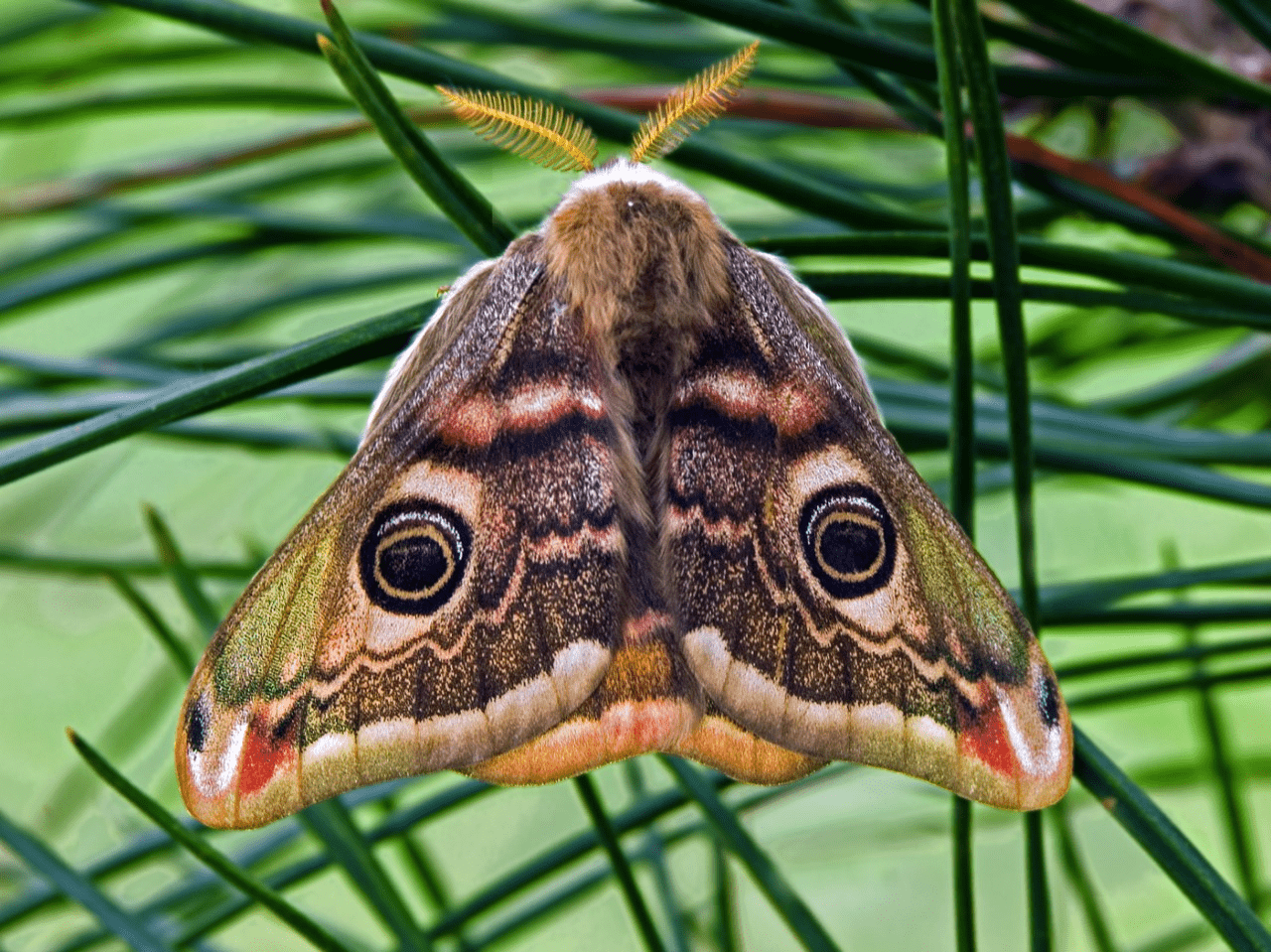 Emperor Moth