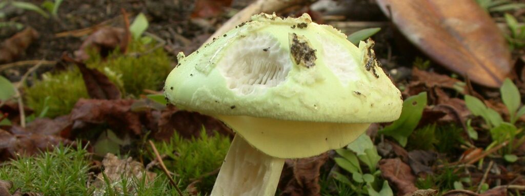 False-death-cap-1920×720