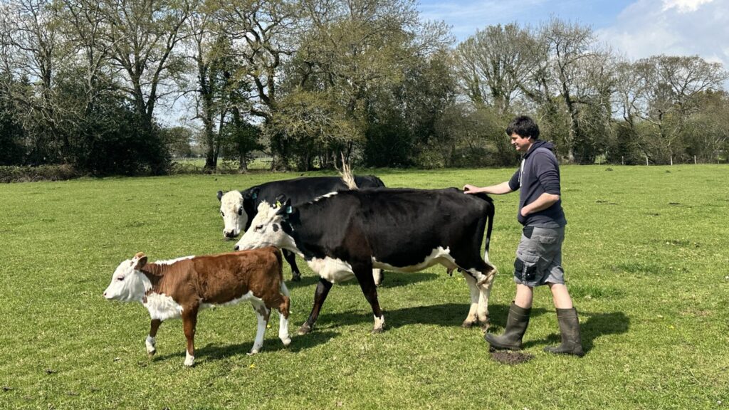 A man herding cows across a field