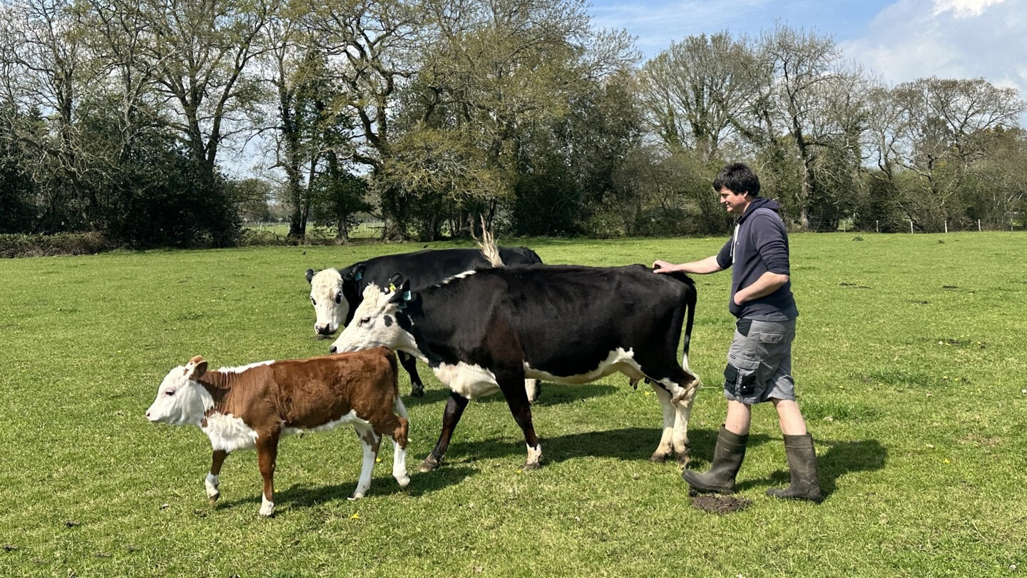 A man herding cows across a field