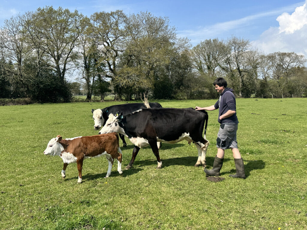 a person moving three cows across a field