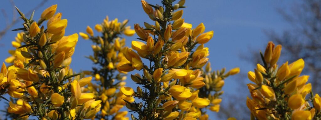 Gorse-1920×720