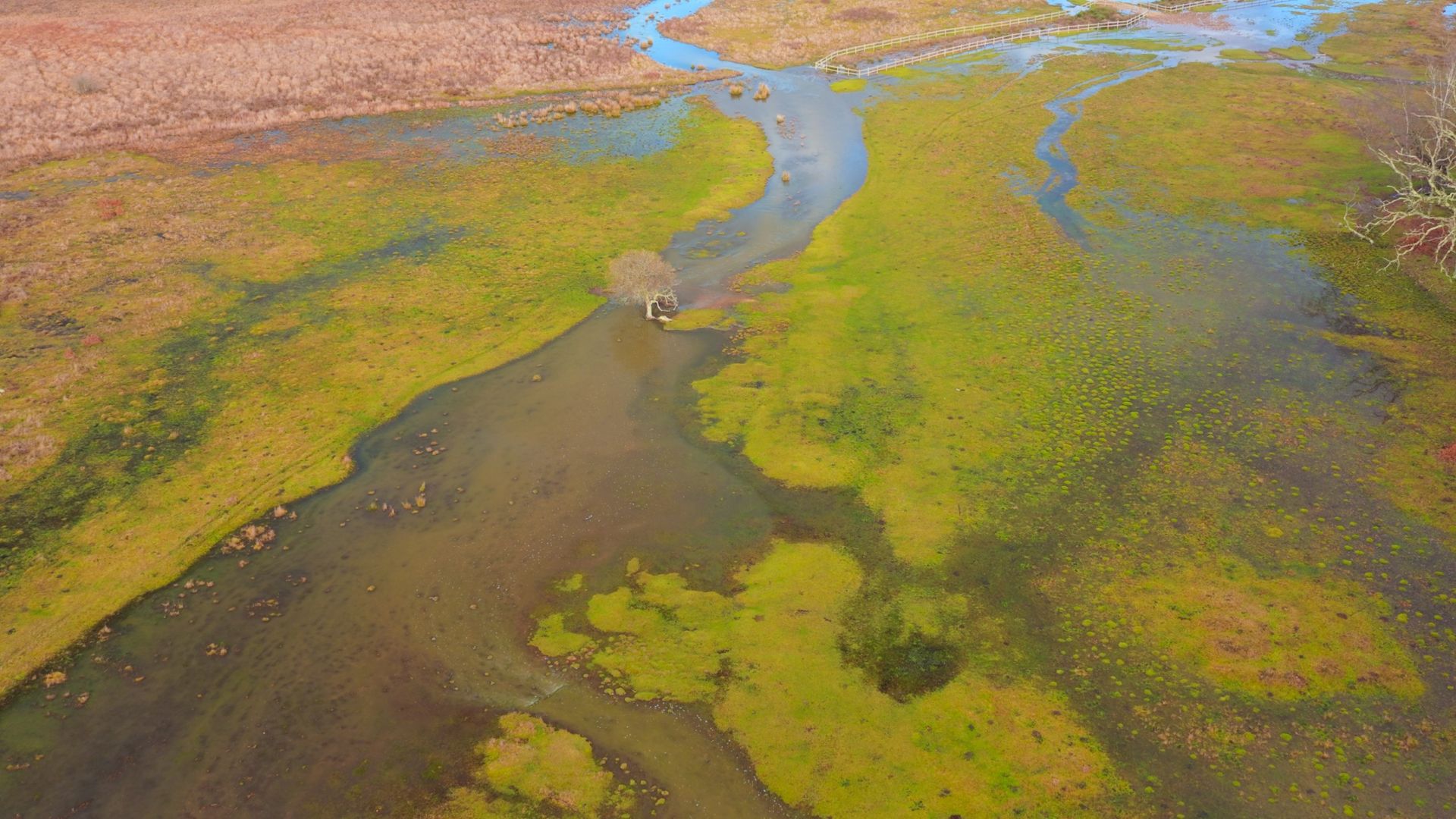 Aerial view of Penny Moor wetland in winter with winding stream, flooded green marsh, and a lone tree near the water