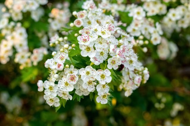 Hawthorn-flowers-640×427