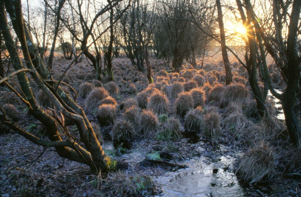 a bog in winter