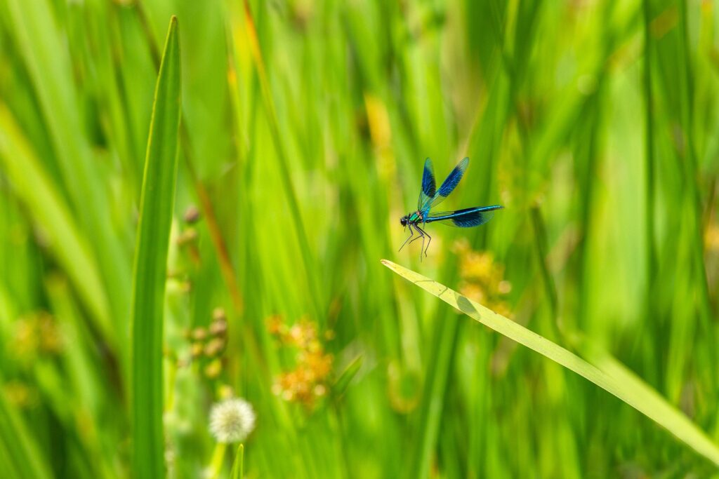 A damselfly lands in a patch of grass