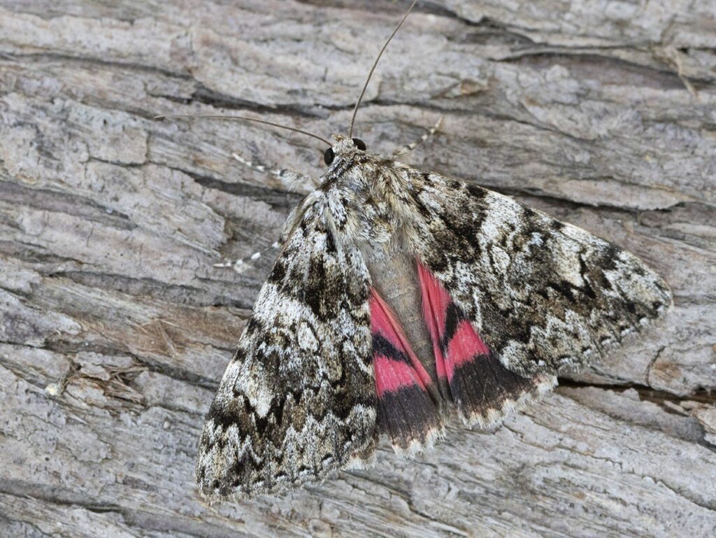 Light-Crimson-Underwing-RW