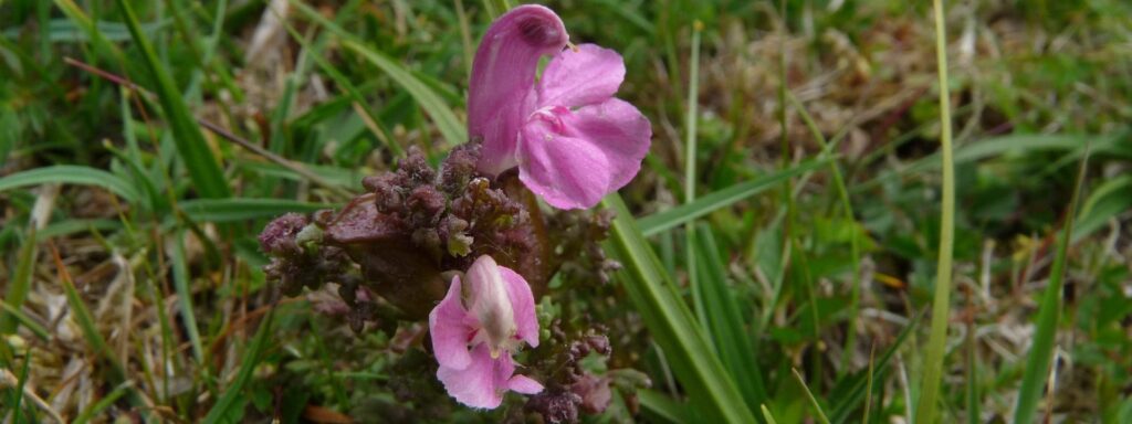 Lousewort-2-1920×720