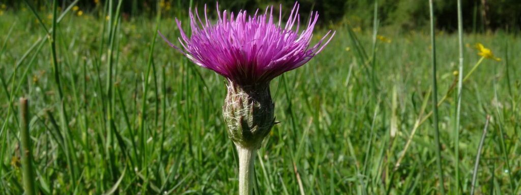 Meadow-Thistle-2-1920×720