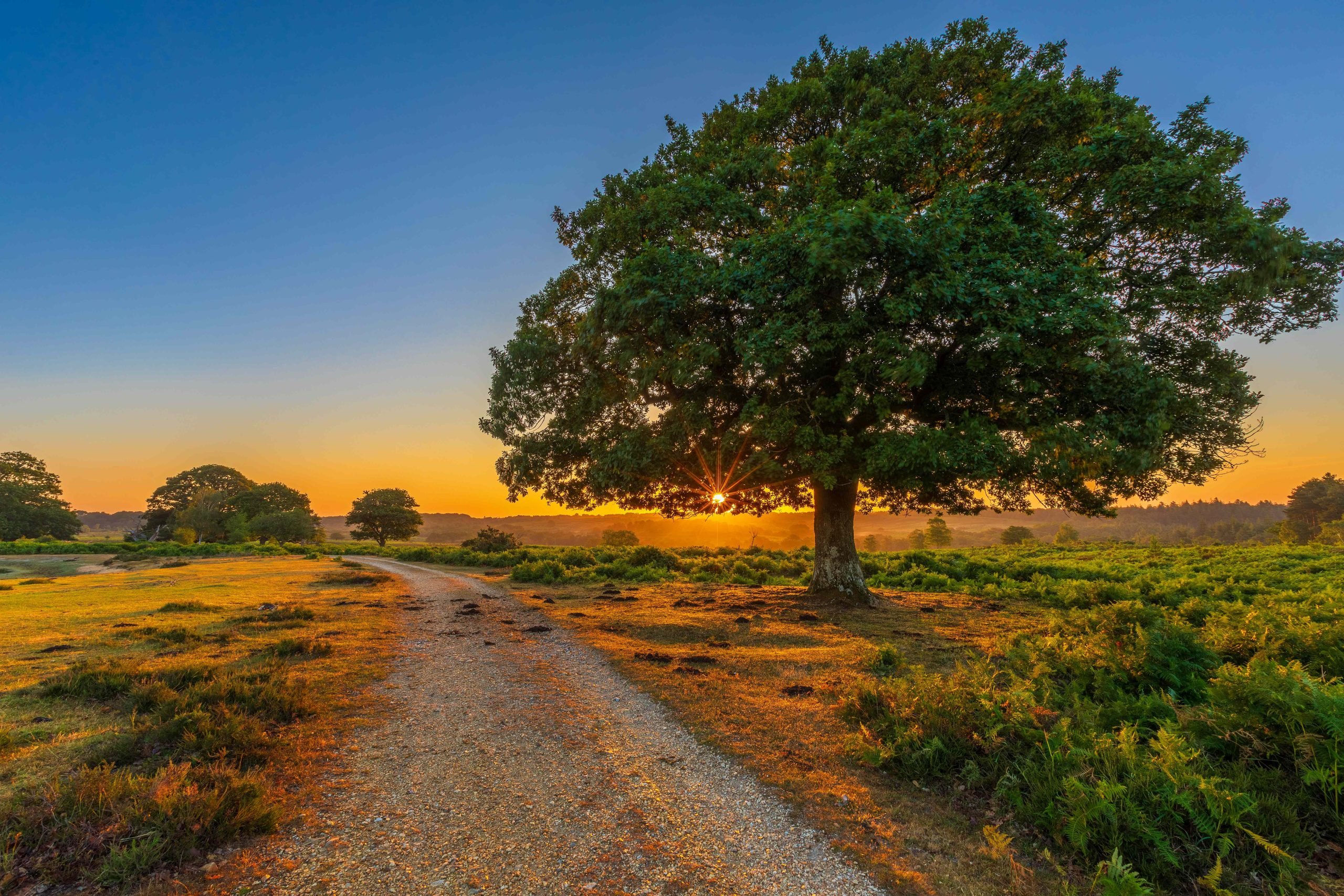 A lone tree by a track across heathland at sunrise