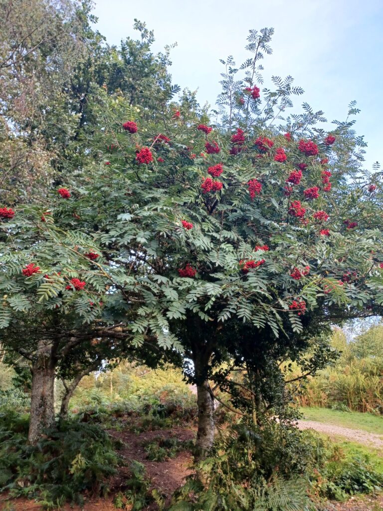 Mountain-Ash-scaled