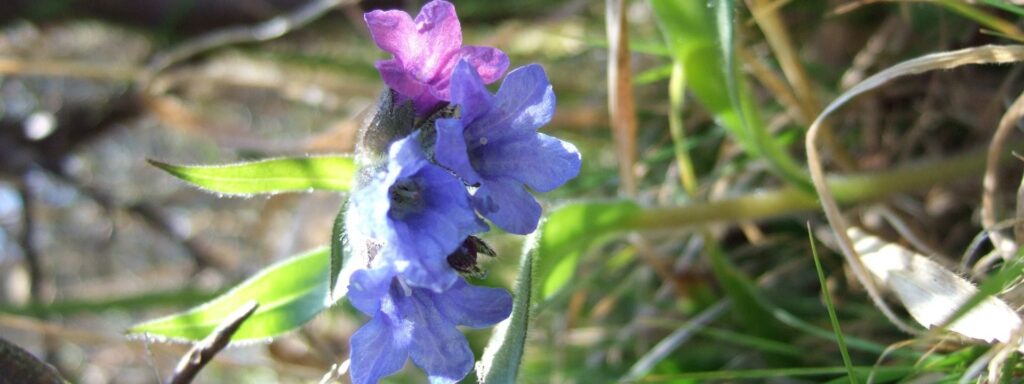Narrow-leaved-lungwort2-1920×720