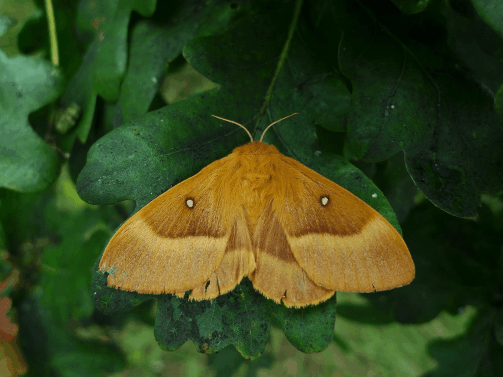 Oak-Eggar-Moth-CP