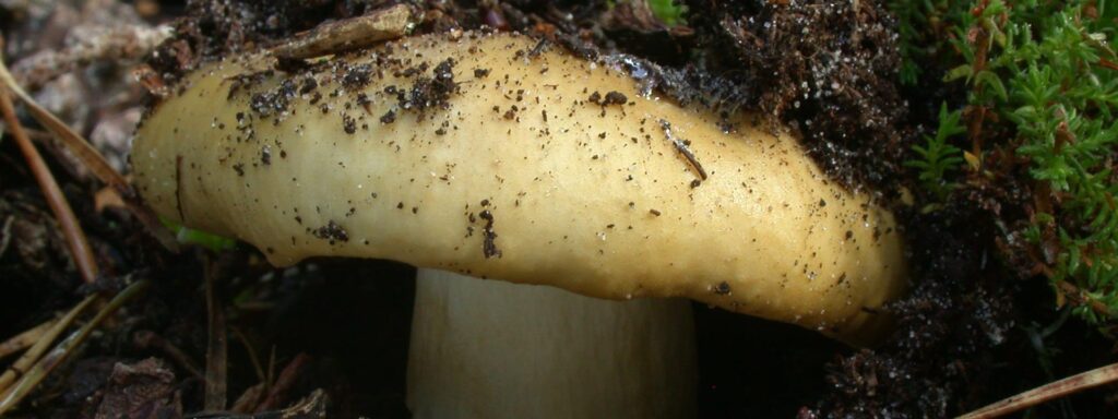 Ochre-Brittlegill-1920×720