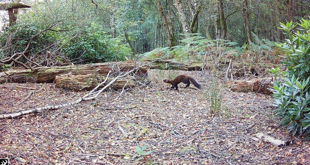 a pine marten in a forest