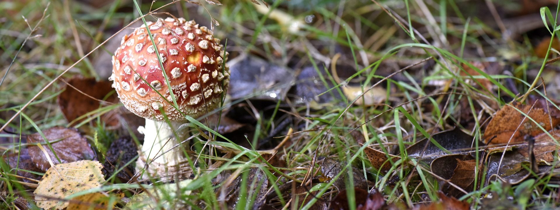 Plants-and-fungi-1920×720