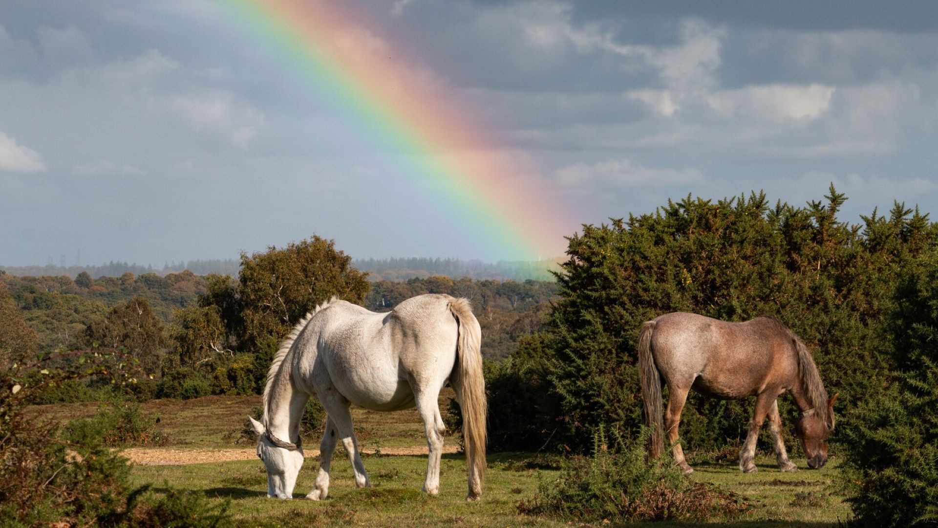 Ponies grazing under a rainbow