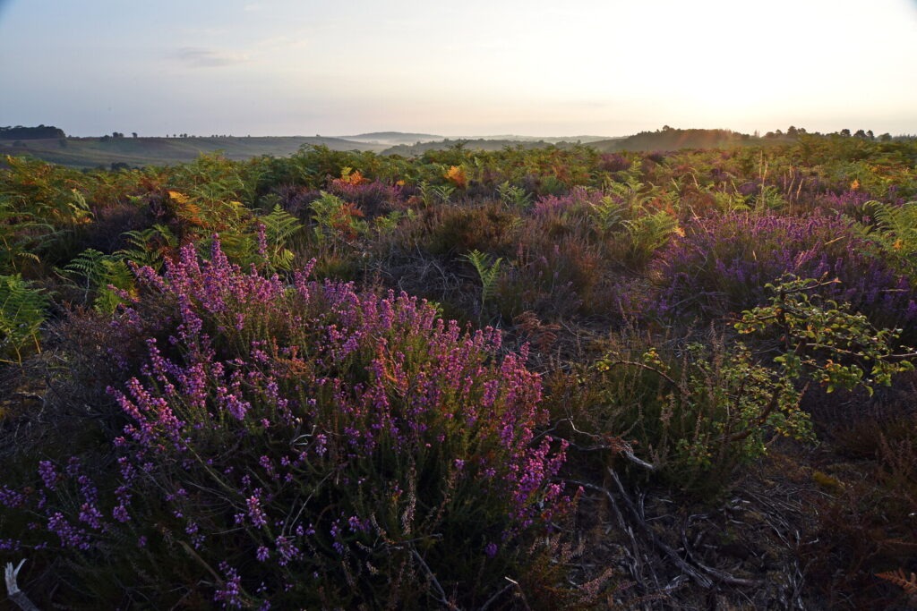 sunrise over purple heathland