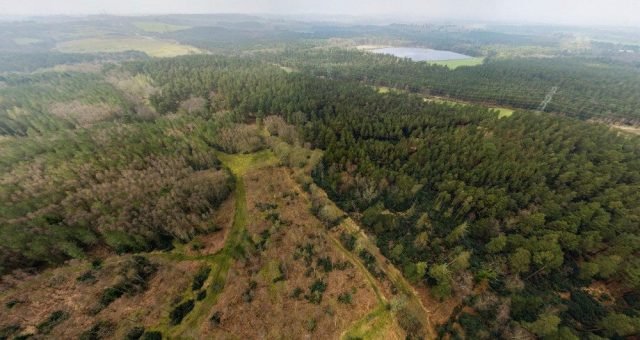 a forest from the air