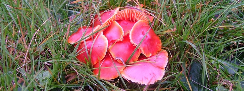 Red-Waxcaps-1920×720